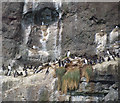 J4898 : Guillemots and Kittiwakes at The Gobbins by Rossographer
