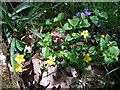 Yellow pimpernel (Lysimachia nemorum)