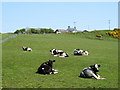 Cattle  near Crosshill Loch