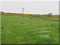 NR6449 : Field at Ardminish by David Hawgood