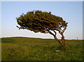 ST2958 : Windswept tree on Brean Down by Neil Owen