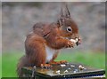NY7187 : Red squirrel in garden at our B&B by Nick Mutton
