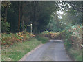 Lane on Woolbeding Common