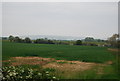 Wheat field by Field Lane