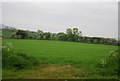 Wheat field by Field Lane