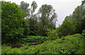 Lush vegetation in Clayton Vale