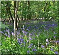 Bluebells at Rhododendron Hill