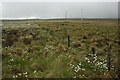 SN9196 : Carno Wind Farm by Philip Halling