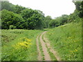 Track through Porthkerry Country Park, Barry