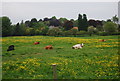 Cows sitting in a meadow, Scalby