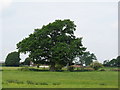 Fine Oak tree guarding Grange Farm