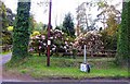 Rhododendrons on Jermyns Lane