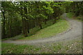 Woodland track above Llawr-y-glyn