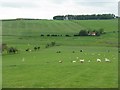 Pastures in the valley of the Biggar Water