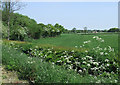 Pasture and small wood north-west of Brewood, Staffordshire