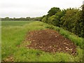 Field Edge near Hutton Wandesley