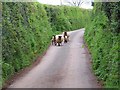 Oncoming traffic, Rodhuish