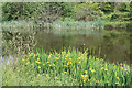 Yellow flags at Lower Ponds, Linear Park