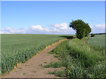 TM3370 : Wheat Crop at Moat Farm by Geographer