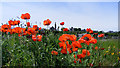 Poppies on the Canal Bank at Lossiemouth