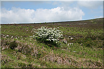 SX6881 : North Bovey: may blossom on the moor by Martin Bodman