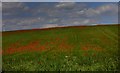 Field of poppies near Bolton on Dearne