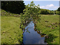 Tree over the Afon Bidno