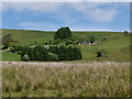 Fields around Pant-y-rhedyn farm