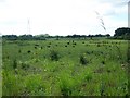 Rough fields west of Braishfield Road