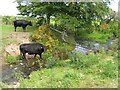 Cattle at the Hardgrove Burn