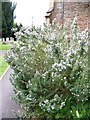 Rosemary (Rosmarinus officinalis), St Mary