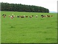 NY1278 : Cattle near Castlehill by M J Richardson