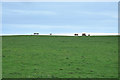 NK0355 : Cows on the horizon at South Crimongorth by Steven Brown
