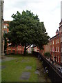 Tree in the churchyard at St. Mary