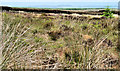 C7231 : Altikeeragh Nature Reserve near Castlerock (7) by Albert Bridge