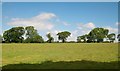 A row of trees viewed across pasture land from near Cefn-y-maen