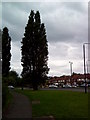 Large trees on University Boulevard