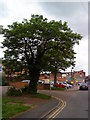 Trees on City Road, Beeston