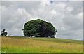 A copse at Dinefwr Park - Llandeilo