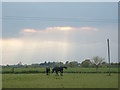 Horses Grazing at Sunset