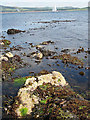 NS1753 : Rocks and seaweed at Farland Point by Lis Burke
