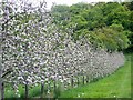 Orchard, Leaze Moor