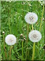 Dandelion Clocks, Leazemoor Lane