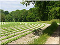 Potato Crop near Hay Place