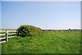 Hedge on the edge of Flamborough