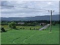 Growing grass near edge of field