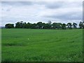 Lush field at Avenuehead