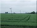 The Leaning Poles Of Little Ouse