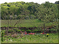 Canoeing, River Derwent