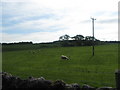 Sheep at Fodderlee